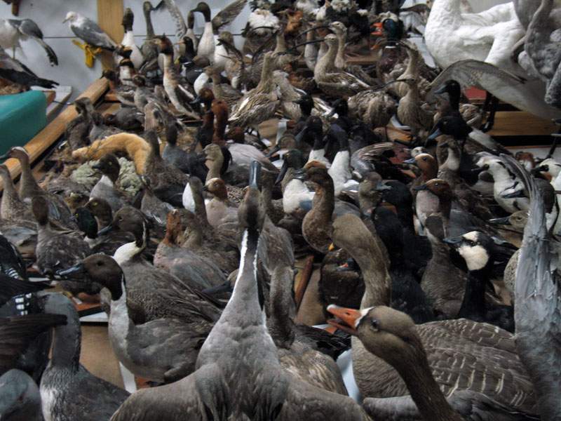 Музей таксидермии