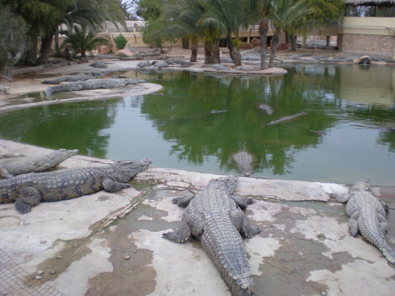 Крокодиловая ферма на Джербе