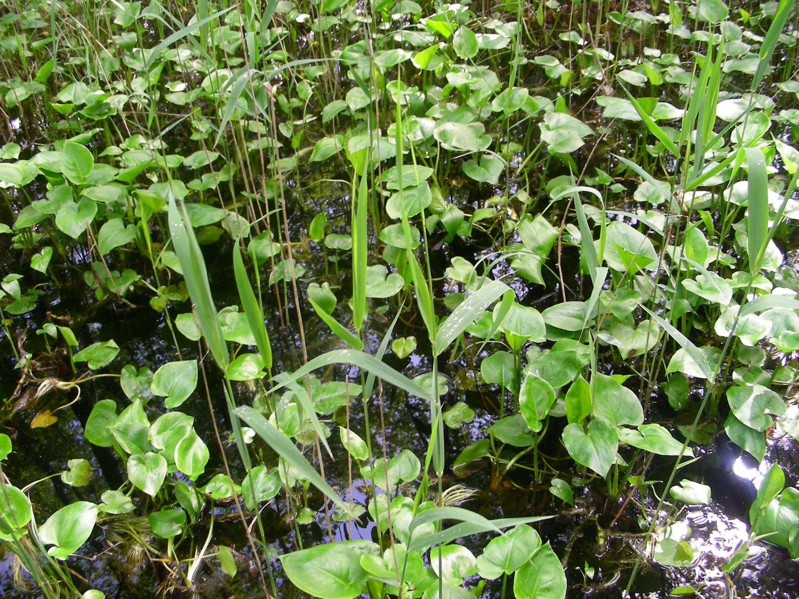 Болотная флора, © Татьяна Ковальчук