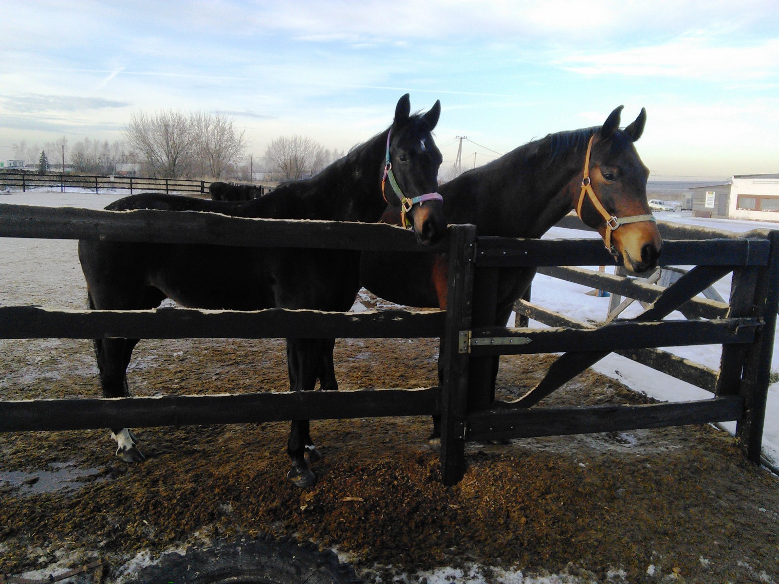 В конно-спортивном клубе, фото Константин Исааков