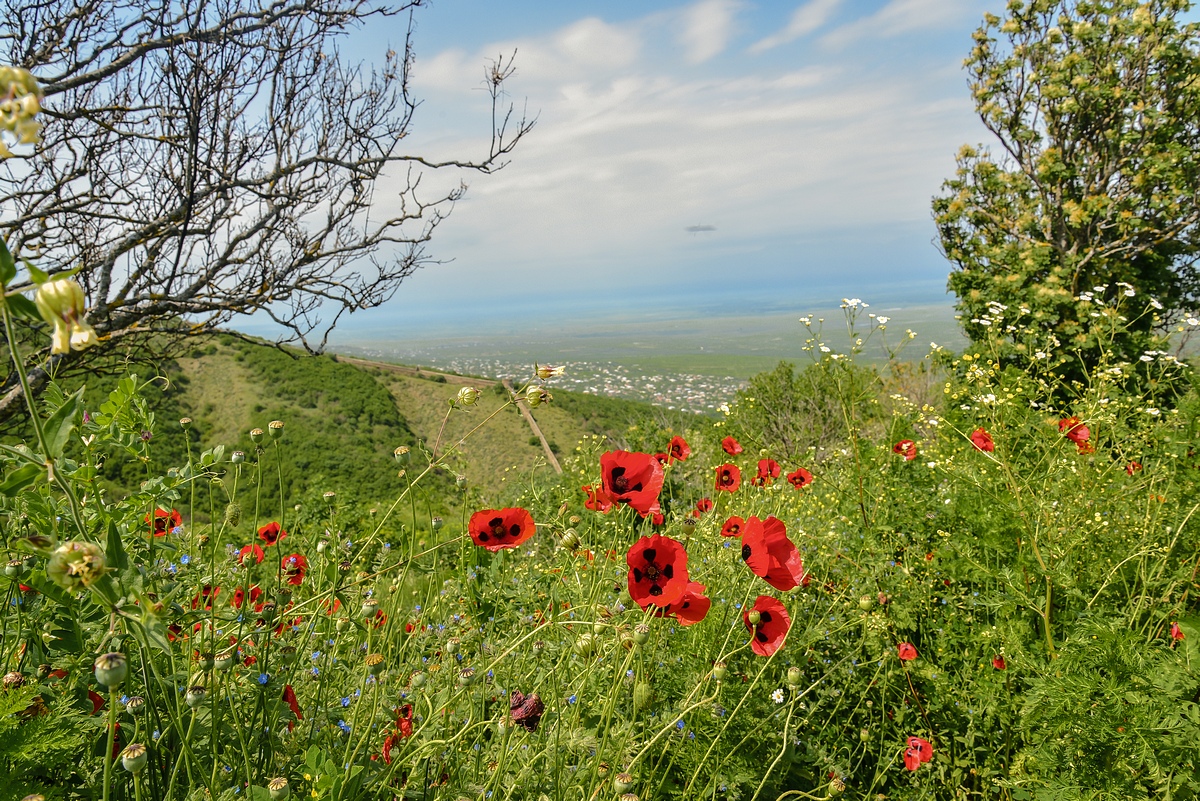 Алазанская долина