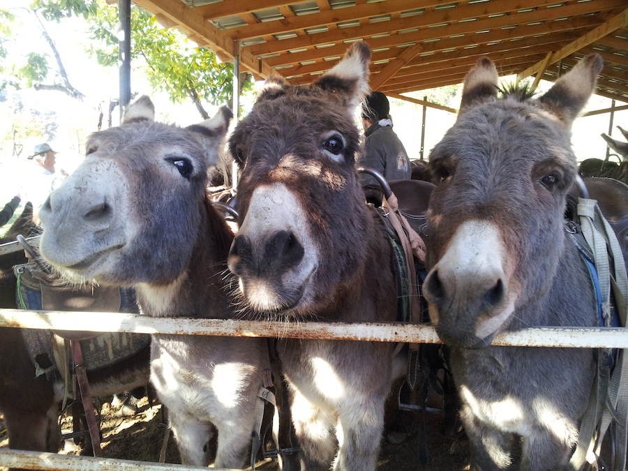Успешно сдавшим экзамен по вождению ушастого  выдается водительское удостоверение