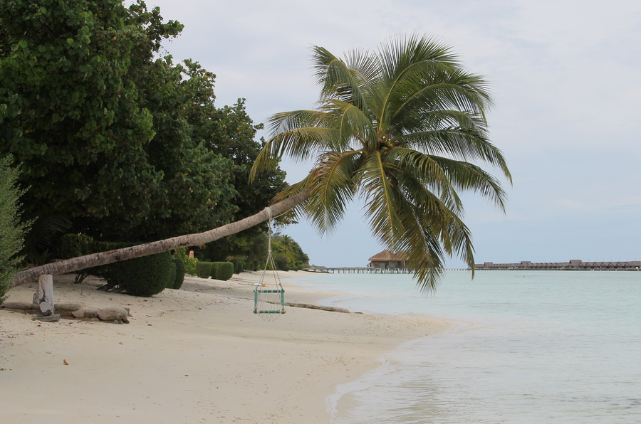 Качели на наклонившейся пальме