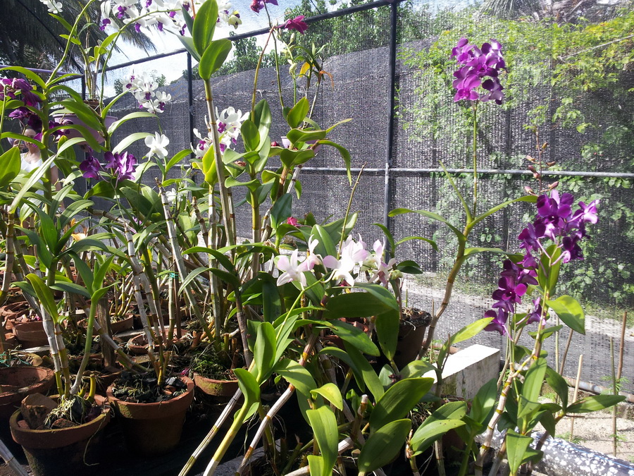 ...цветы растут здесь практически повсеместно