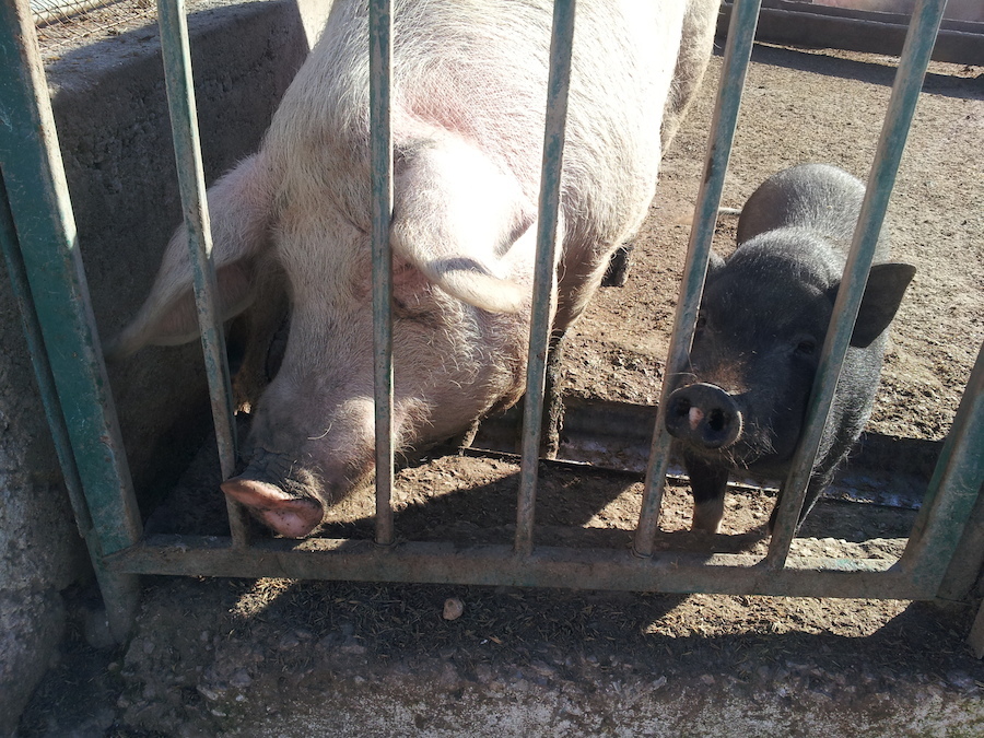 ...кроме ушастых четвероногих можно познакомиться с вьетнамскими поросятами