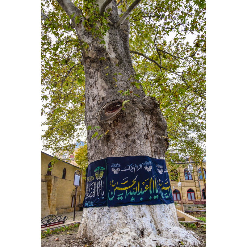 Джума-мечеть. Платан, © Татьяна Яковлева