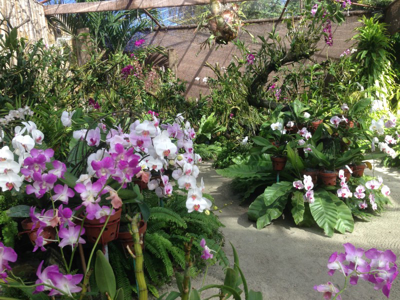 Сад орхидей