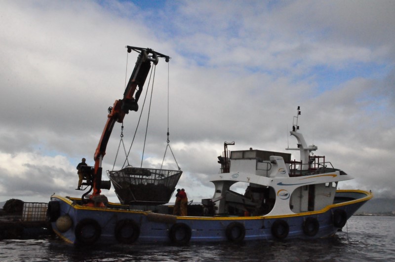 Прошло 9 месяцев, мидии подросли - можно собирать и сдавать заказчику, фото Константин Исааков