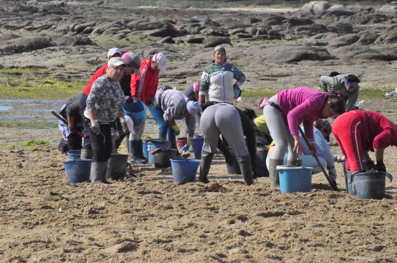 Вот так они и прочесывают освобожденную отливом территорию, нутром чувствуя, где спрятался очередной моллюск, фото Константин Исааков