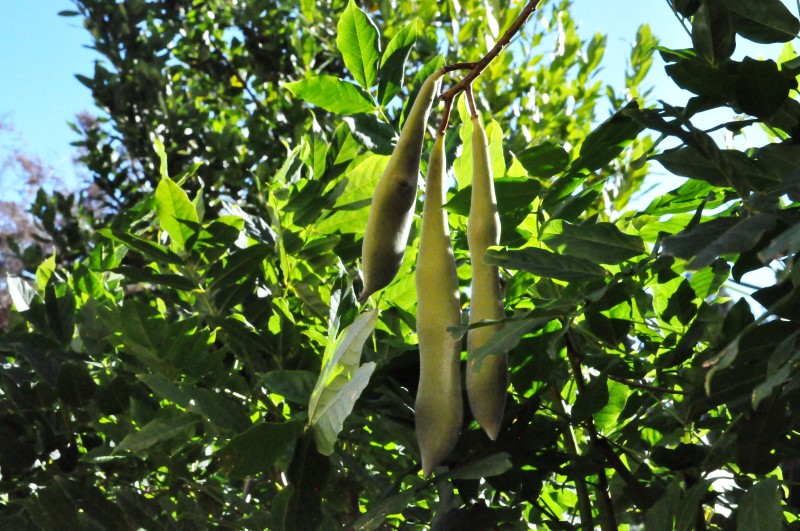 Даже обычная фасоль вымахивает до гигантских размеров, фото Константин Исааков