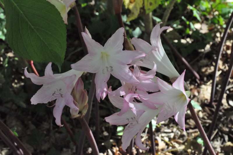 Или нежности, фото Константин Исааков