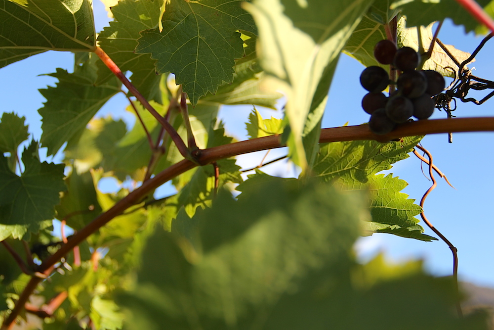 Виноградники Крыма, © Мария Нестерова