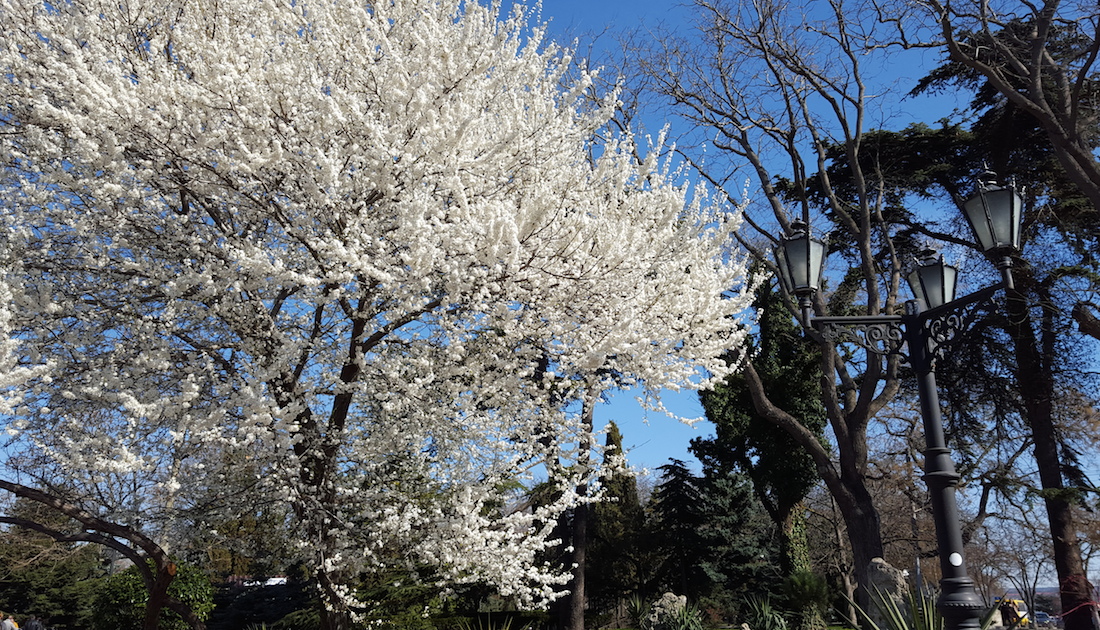 Потрясающе цветет абрикос..., © Мария Нестерова