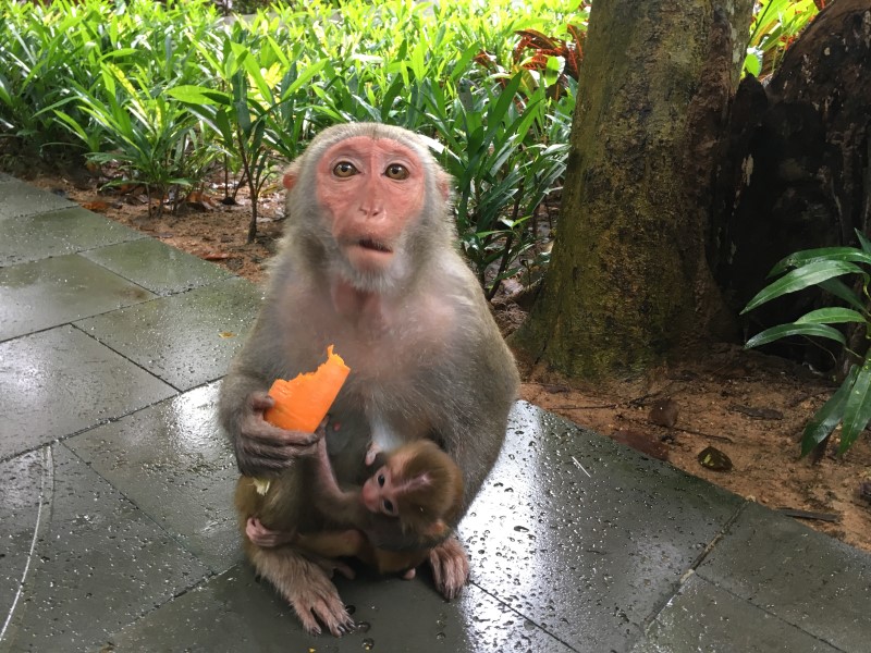 Представители острова обезьян , © А. Полянская