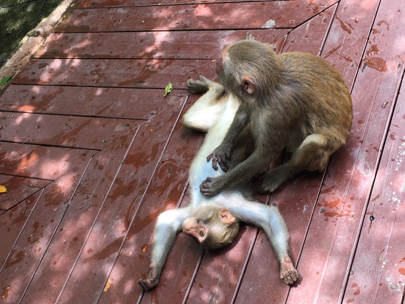 © А. Полянская