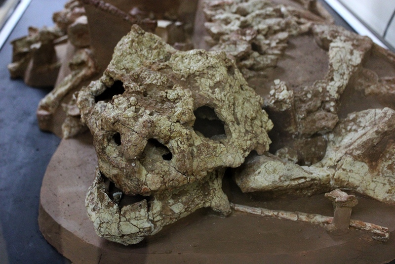 Палеонтологический музей в Котельниче, © Е.Веденьев