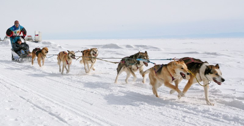Прогулки на ездовых собаках - активный отдых на байкале
