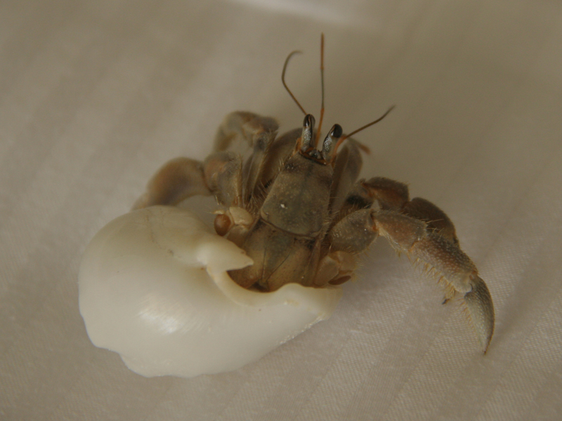 Мальдивские раки-отшельники очень сильные ребята, © О.Алексеев