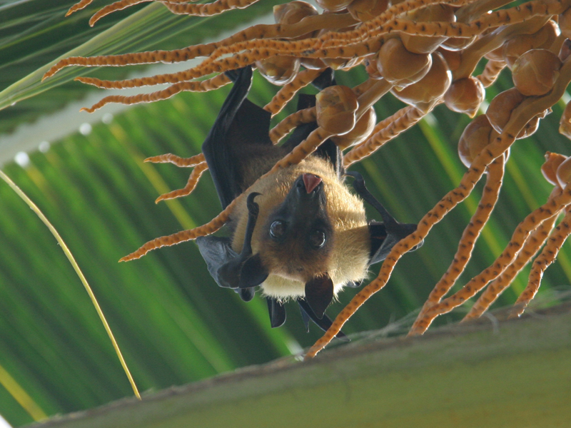 Летающая лисица нашла свое лакомство, © О.Алексеев