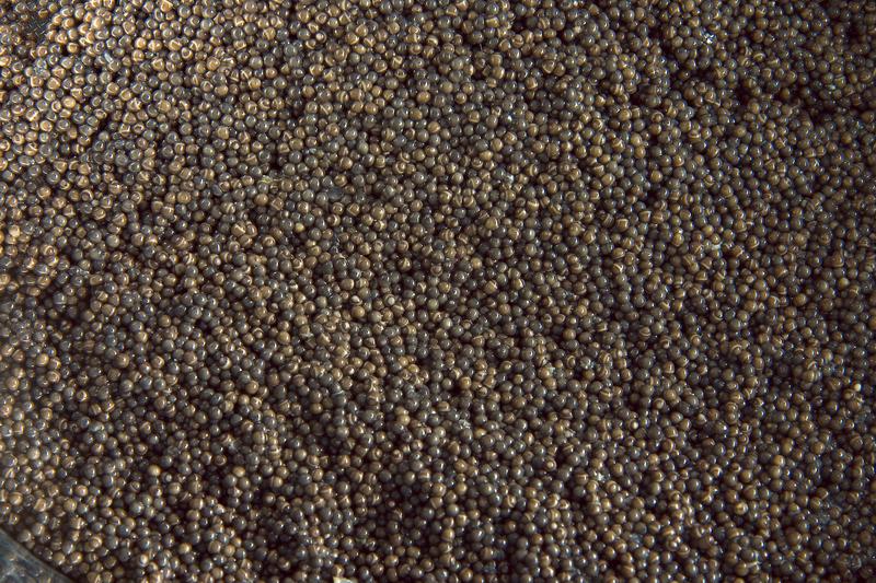 Черное золото Вологодской области