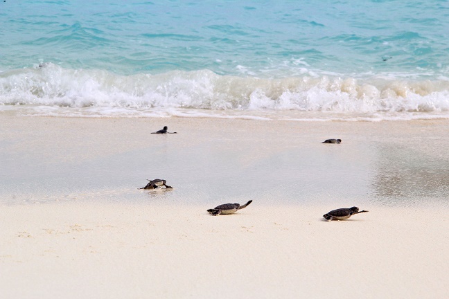 Остров Velassaru