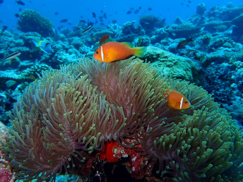 Подводное королевство Sun Siyam Resorts